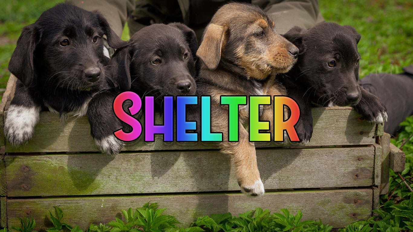 Logo for the Shelter.co.uk domain name