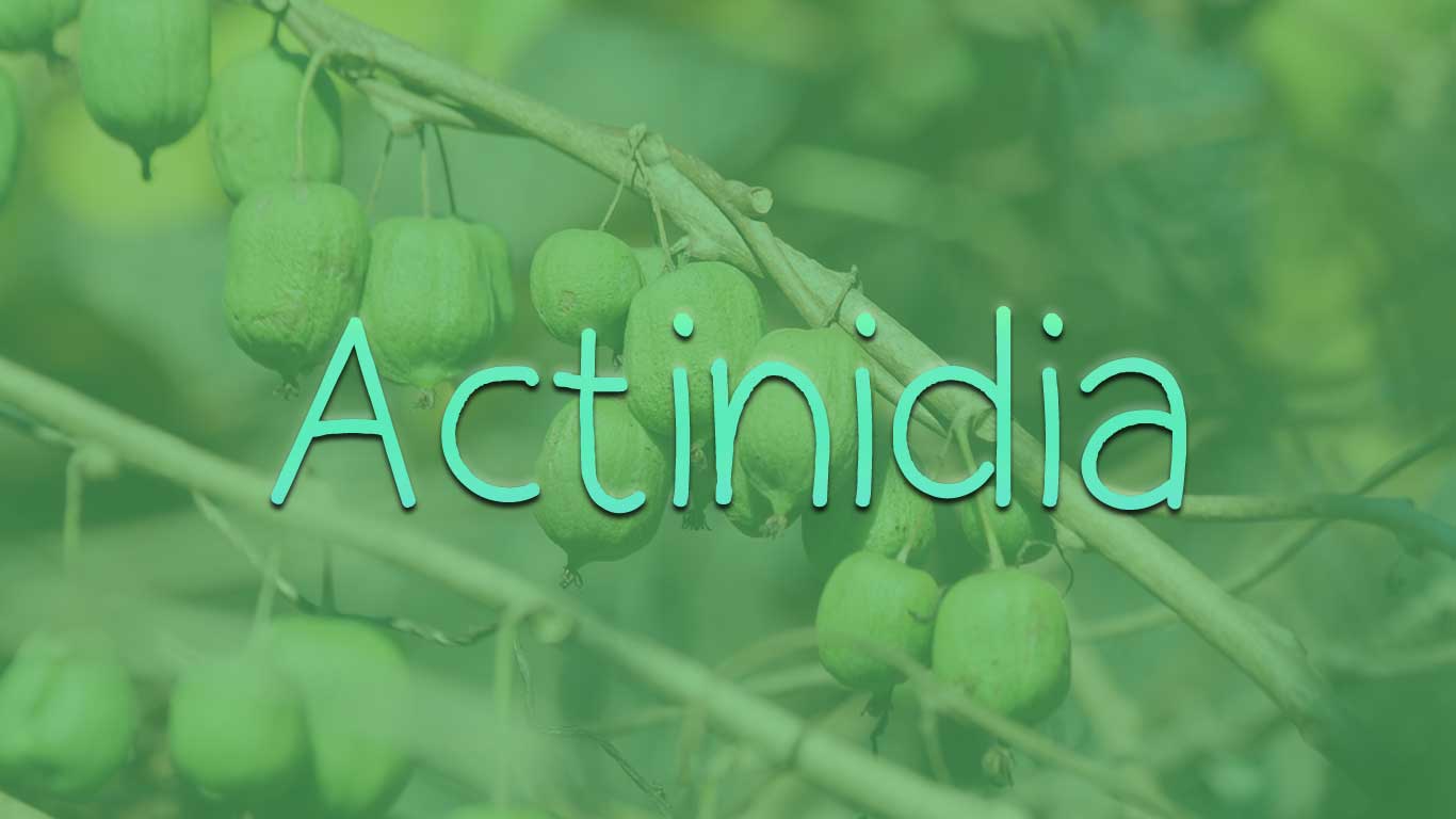 Logo for the Actinidia.com domain name